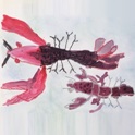 観察画「ザリガニ」②