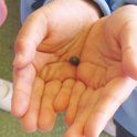 虫めがねで見たダンゴムシをかこう！